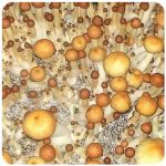 Псилоцибиновые (галлюциногенные)  грибы Psilocybin "Golden Teacher" в Мостовском