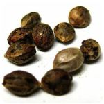 Семена марихуаны АК-47  (Seeds AK-47) в Мостовском
